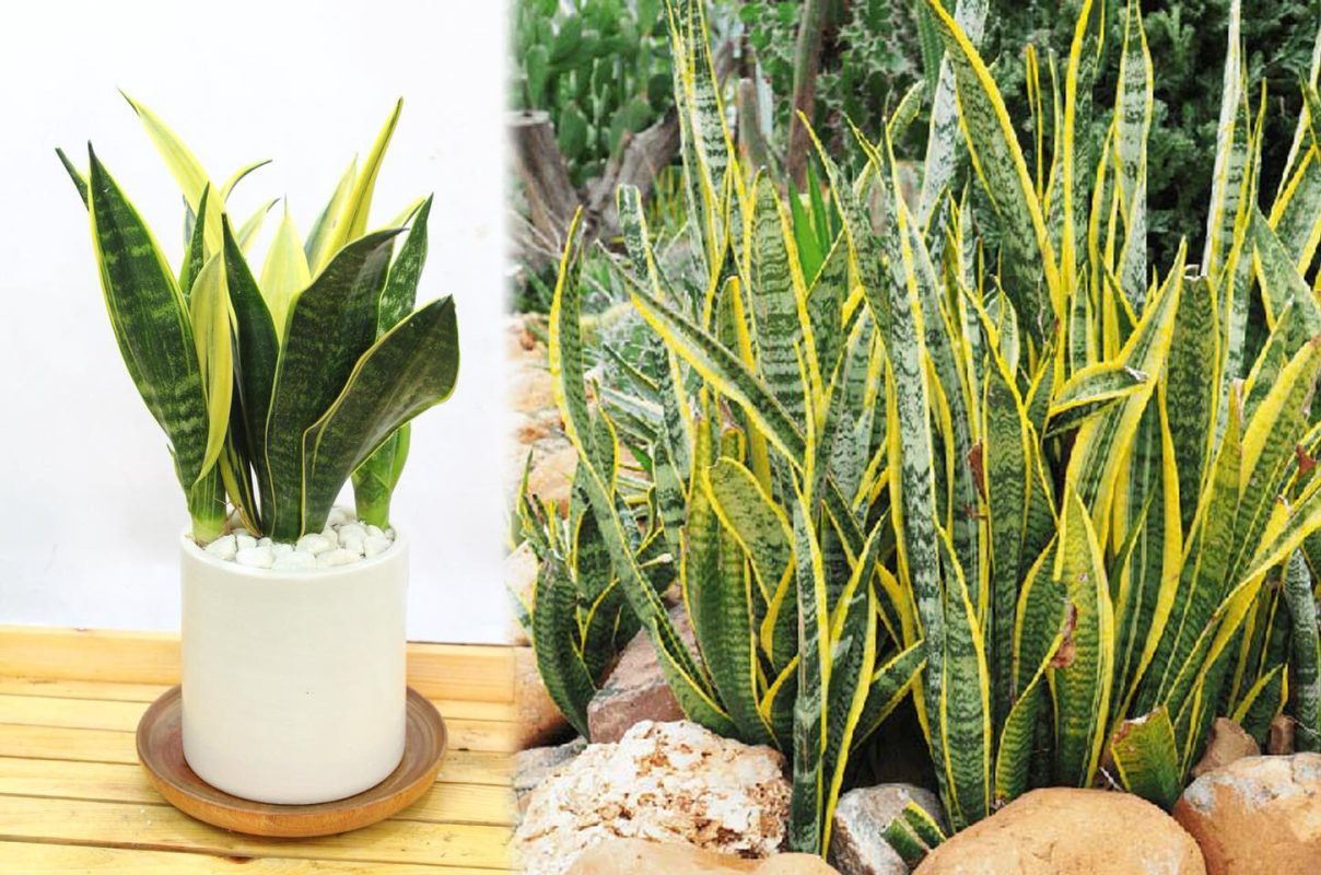 Mang thiên nhiên vào không gian sống với những bí quyết chọn cây trồng trong nhà hoàn hảo 2 sv 2