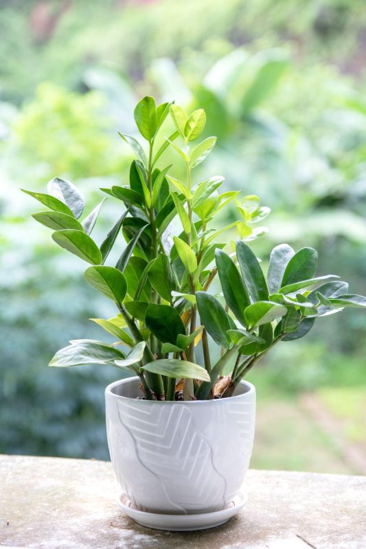 Mang Tài Lộc Vào Nhà Với Những Loại Cây Xanh Phong Thủy 1 image10 1659059459 398 width1365height2048