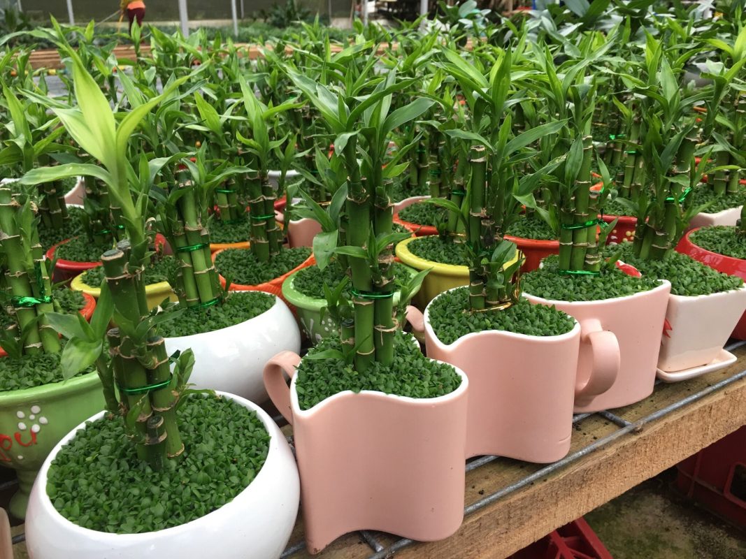 Mang Tài Lộc Vào Nhà Với Những Loại Cây Xanh Phong Thủy 4 nwRhvZjhUPm26FiHEfPB